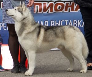 Photo of Zhemchug S Goluboy Zvezdy