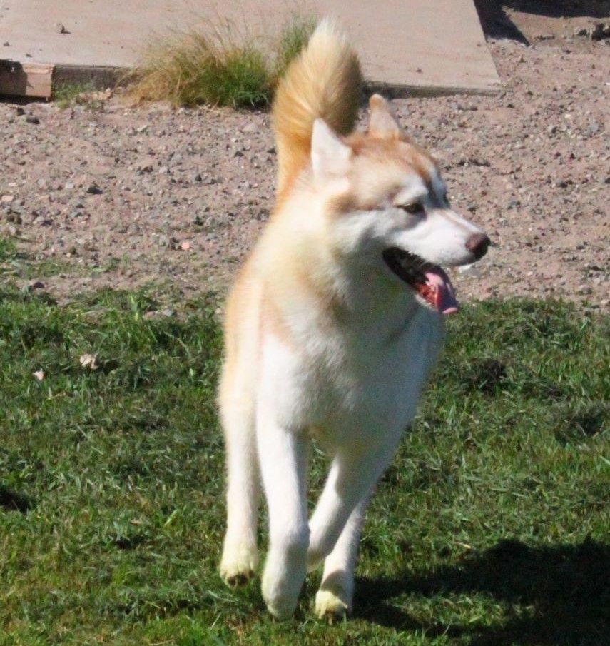 Photo of Liberty’s Flyin High