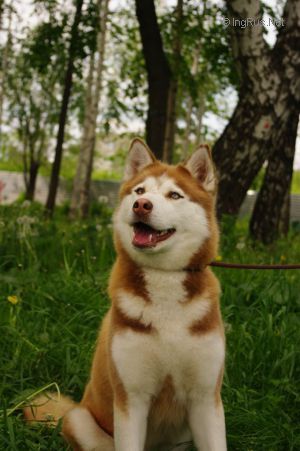 Photo of Achchara