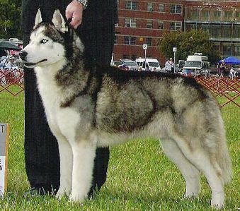 Photo of Denali’s Lil Bit O’Majik Of Kiana