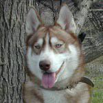 Photo of Vest s Akulovoy Gory
