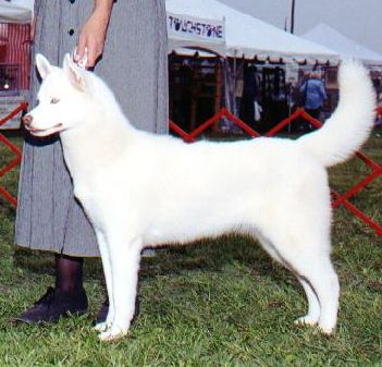 Photo of Topaz White Tornado