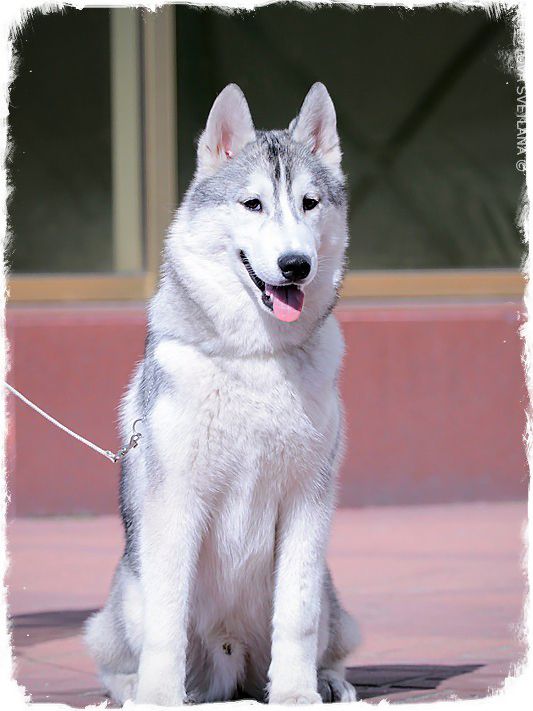 Photo of Siberian Miracle Dazzling Light