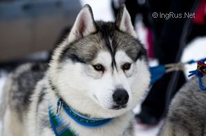 Photo of Husky Haven Escort Fighter