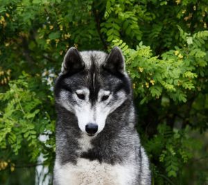 Photo of Broscheit Fang’s Thunder