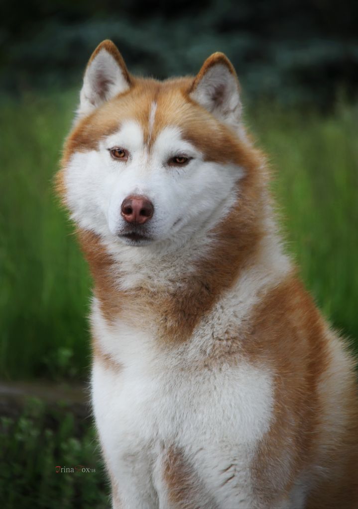Photo of Ace of Hearts Shaggy Land