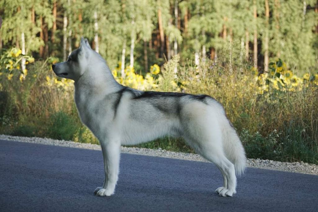 Photo of Nanook's Harness The Fire