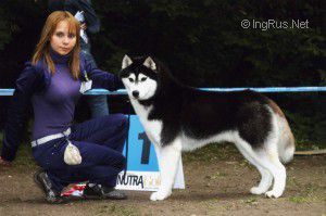 Photo of Husky Haven Father Christmas