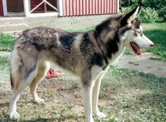 Photo of Arctic Soul Akeela