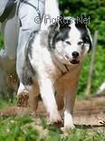Photo of Severny Veter Alex