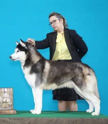 Photo of Snowlover’s Jasper Cullen