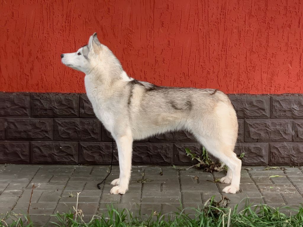 Photo of Olgivan Show Sapphire Fehu Bachata