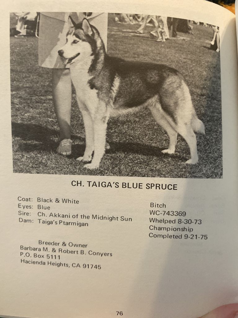 Photo of Taiga’s Blue Spruce
