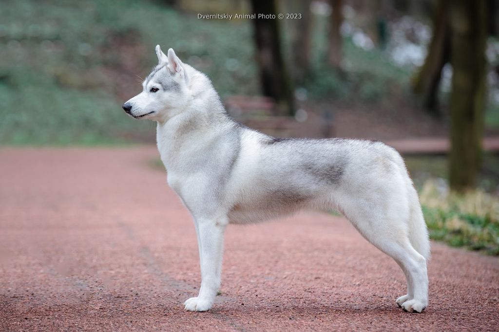 Photo of Hakuna Vota Starlight Princess