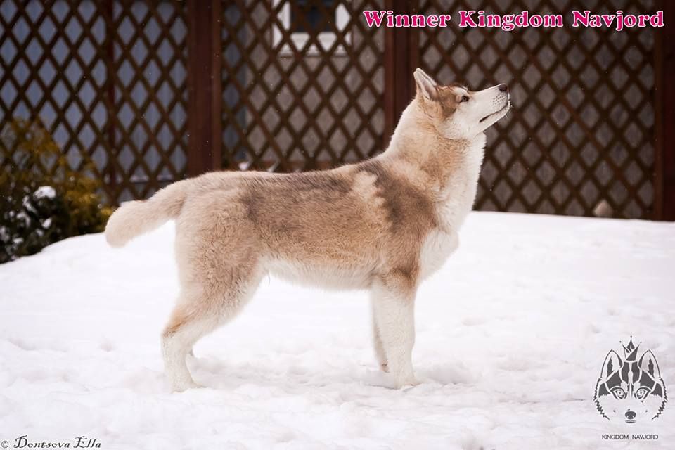 Photo of Winner Kingdom Navjord