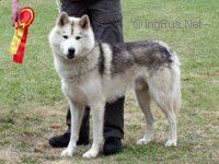 Photo of Dante (at Vargevass)