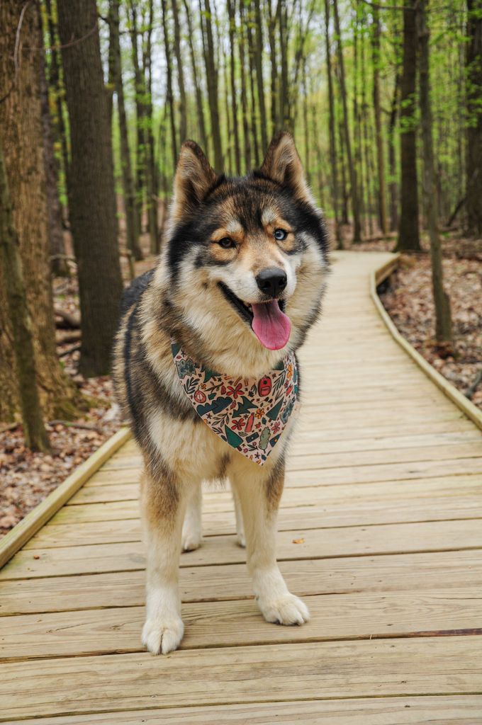Photo of Sirius Siberian Sunni Side Up