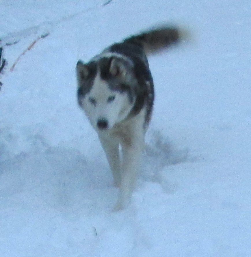 Photo of Pinto Hollow’s Denahli