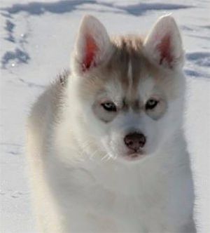 Photo of Husky Haven Zeus And Roksann