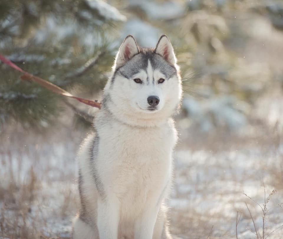 Photo of Siberian Paradise Marzonara Lilith
