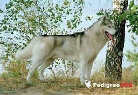 Photo of Arktogea Sweety
