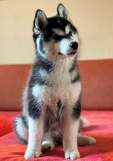 Photo of Airwild's Hold Me Closer Queen Of Wolfs