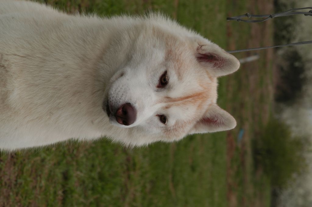 Photo of Scarlett O’Hara Of Silverlight