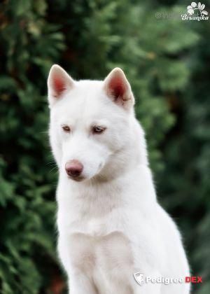 Photo of Demidoff Galatea Snow White Star