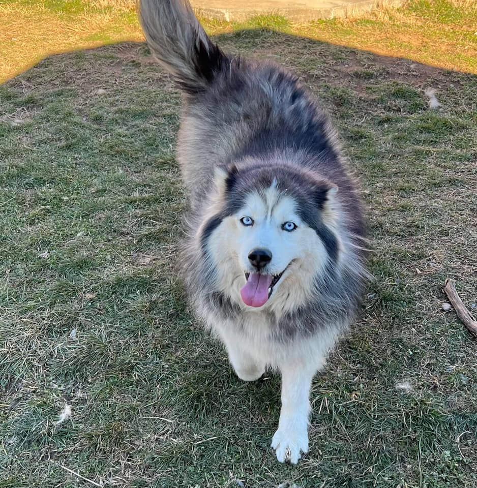 Photo of Sassy Shiloh Azaia