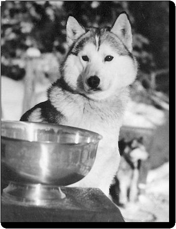 Photo of Alaskan’s Bonzo Of Anadyr