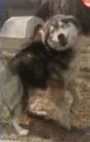 Photo of Sabrinas Mythical Jake