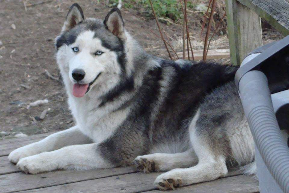 Photo of Wolfsong Spirit Of The Dawn Tehya