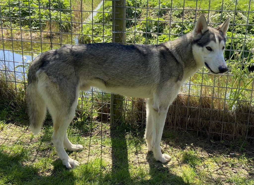 Photo of Lord Mick Jagger ab Canis Polaris