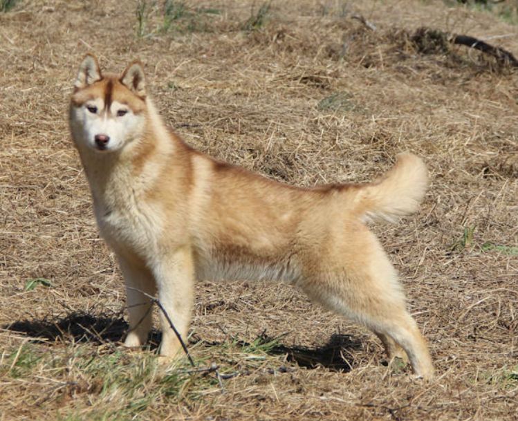 Photo of Kristari’s Diamond Diva