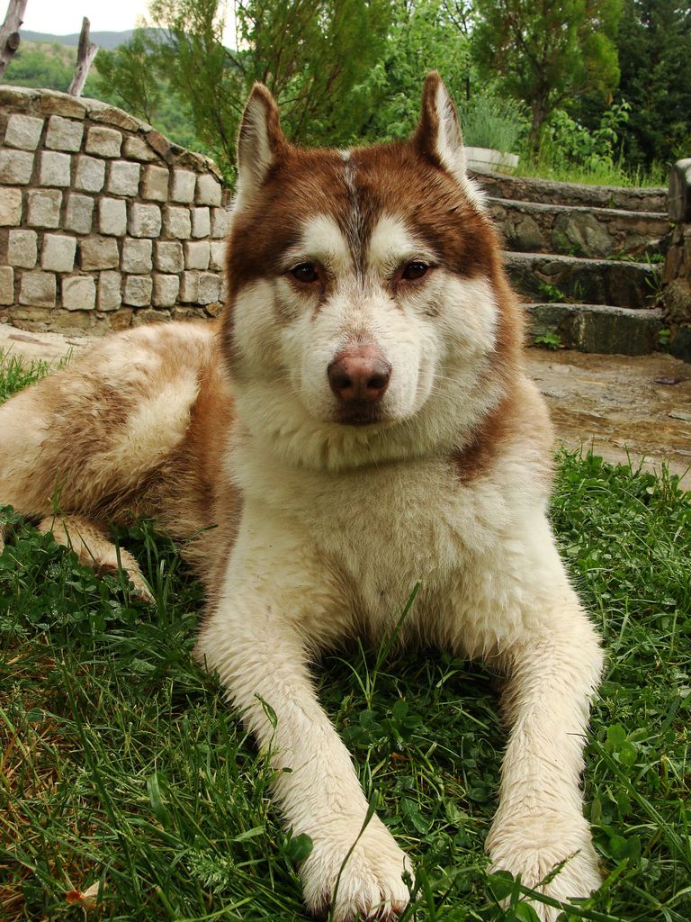 Photo of Red Devil of Golden Nicol