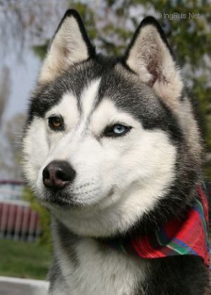 Photo of Indi Savunga Nordic Challenger