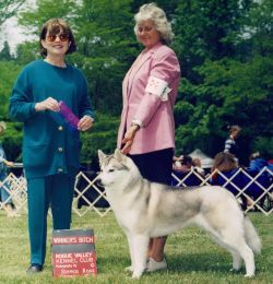 Photo of Husker Du's Delightful Dream