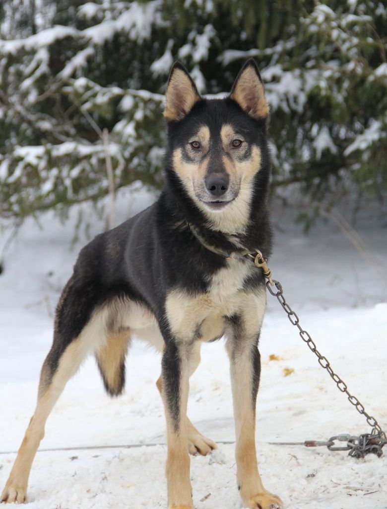 Photo of Idefix du Menez des Glaziks