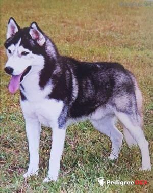 Photo of Vega Star’s H. Kee-Quie