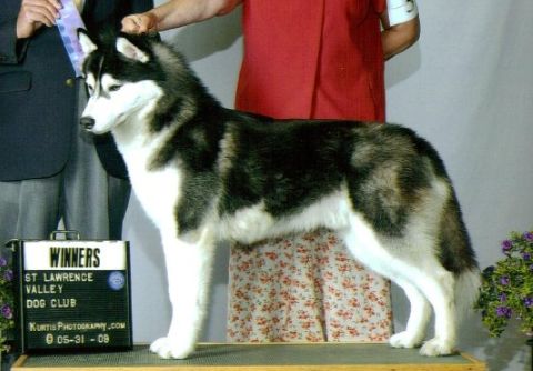 Photo of Snoebear’s Peace Keeper at Knightsno