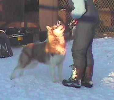 Photo of Kaliya N Shapali’s Mr Martini
