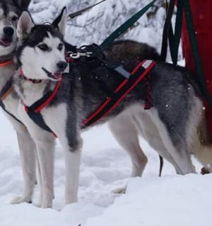 Photo of Snow Shade Bagira