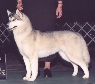 Photo of Karnovanda’s Desdimona