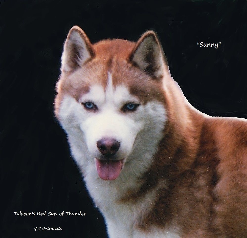 Photo of Talocon’s Red Sun Of Thunder