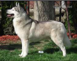 Photo of Nashville Of Siberian Lady