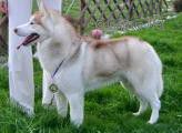 Photo of Akiko of House Teodorovic