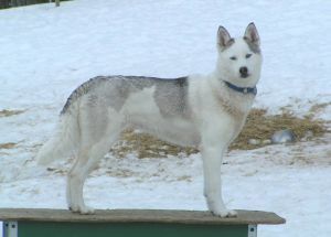 Photo of Libby av Vargevass