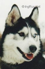 Photo of Laska s Akulovoy Gory