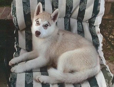 Photo of Doxhobbi's Aspen