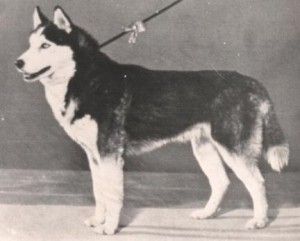 Photo of Norstarr’s Baanchi